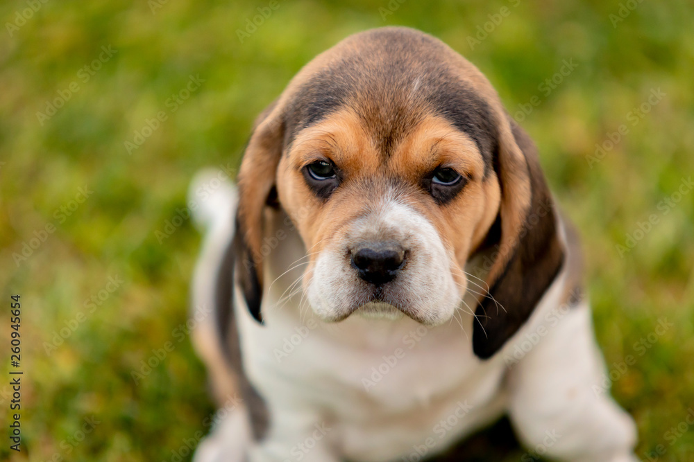 Beautiful beagle puppy on the green grass