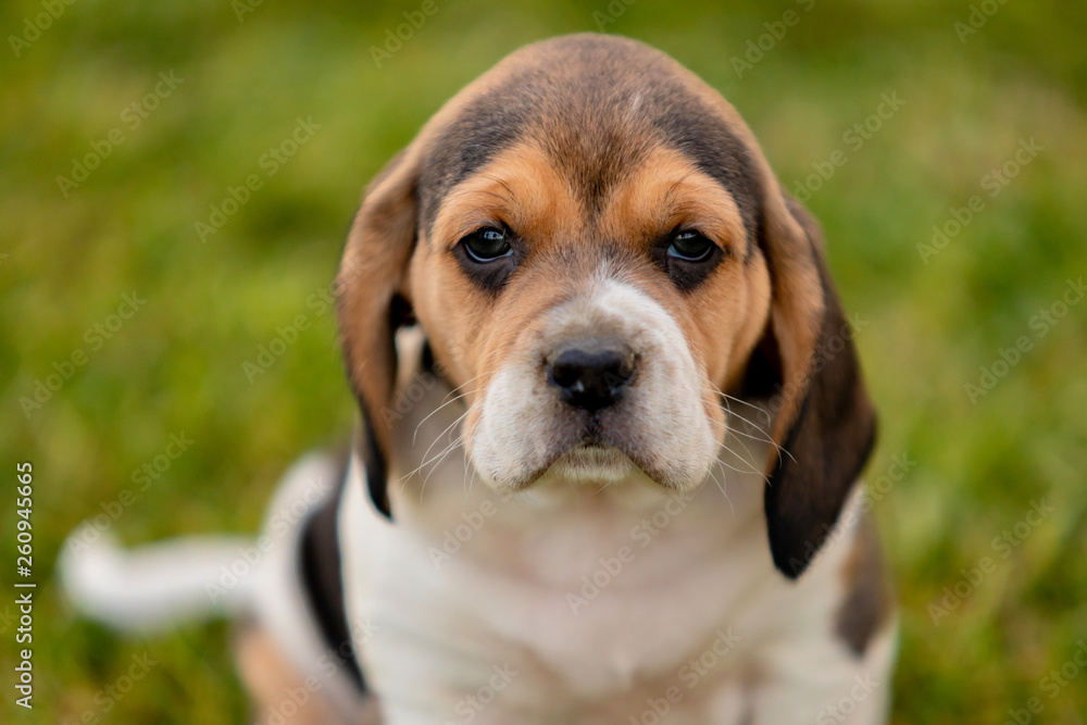 Beautiful beagle puppy on the green grass