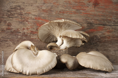 Oyster mushrooms on wood