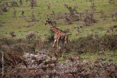 Safari  Tanzania  Kenya