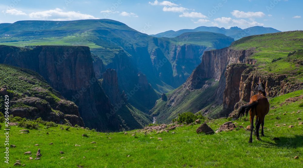 Landscape view of mountain valley with baby hours in the foreground, in Semonkong, Lesotho, Southern Africa