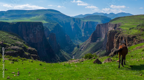 Fototapeta Naklejka Na Ścianę i Meble -  Landscape view of mountain valley with baby hours in the foreground, in Semonkong, Lesotho, Southern Africa