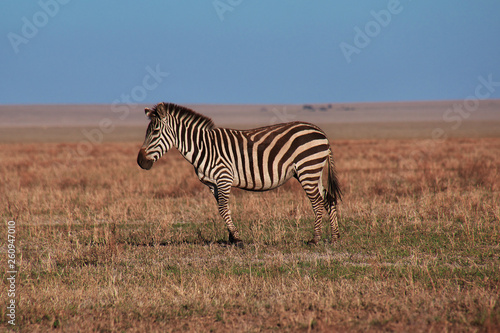 Safari  Tanzania  Kenya