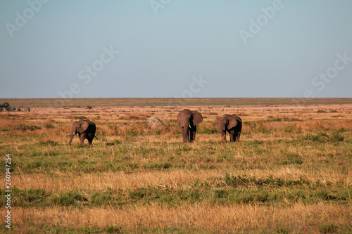 Fototapeta Naklejka Na Ścianę i Meble -  Safari, Tanzania, Kenya