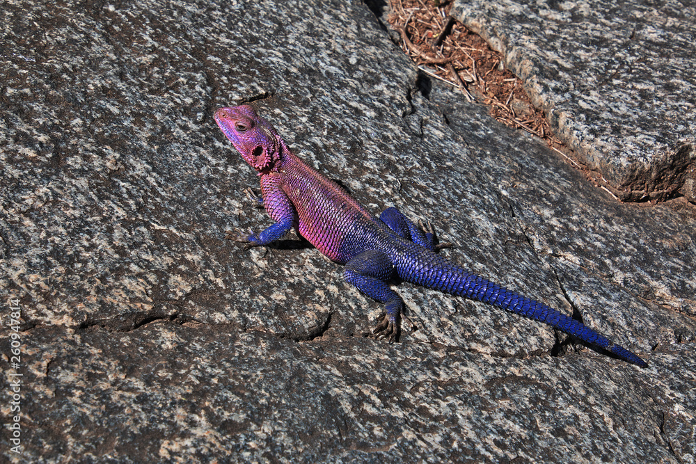 Safari, Tanzania, Kenya