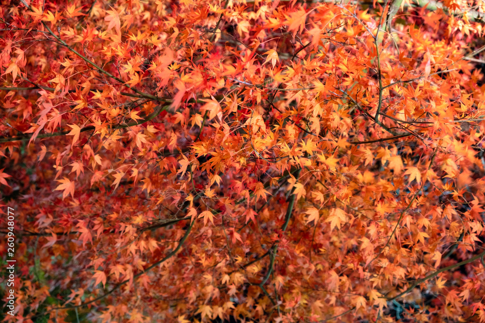 Red Maple leaf with light up illuminated at night Red Maple leaf with light up illuminated at night