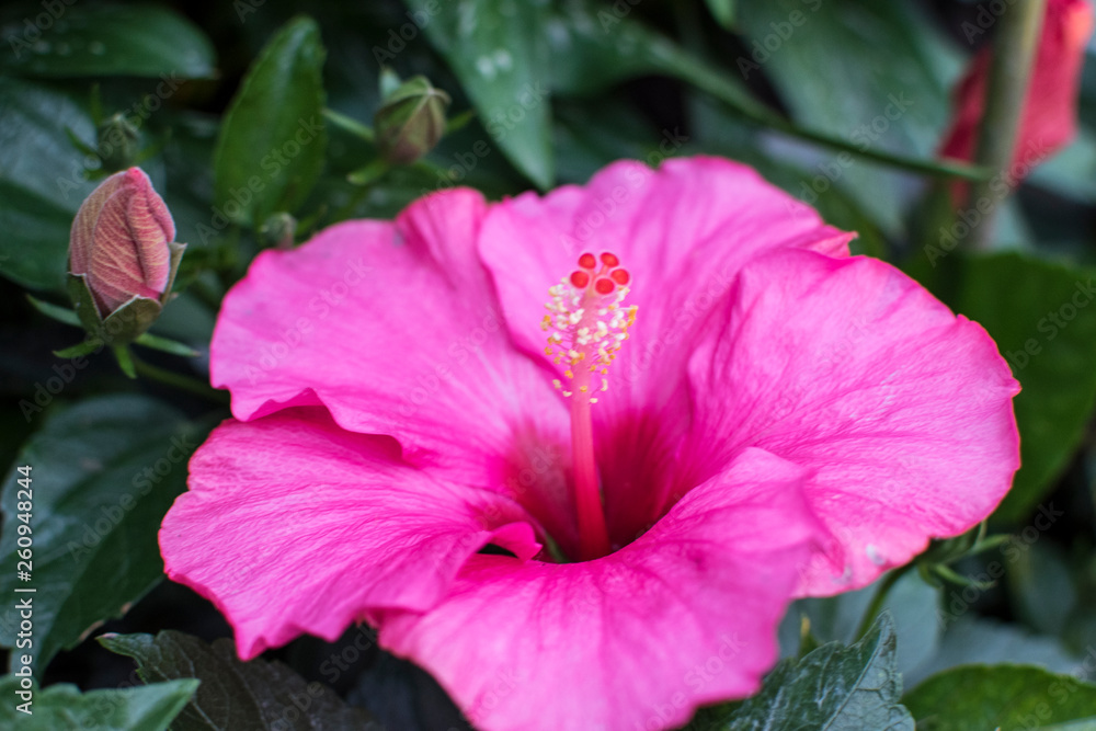Beautiful Flower in Hong Kong Flower Show 2019 (Hibiscus rosa-sinensis L.) Beautiful Flower in Hong Kong Flower Show 2019 (Hibiscus rosa-sinensis L.)