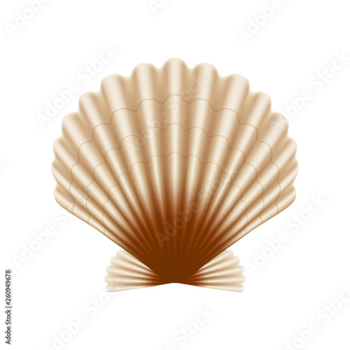 Scallop sea shell