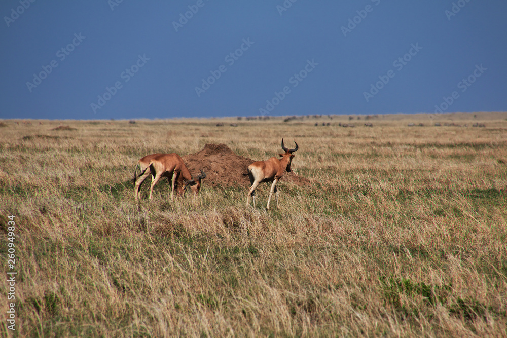 Naklejka premium Serengeti, Safari, Tanzania, Kenya