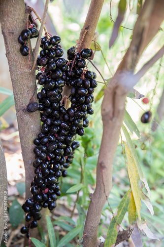 Luna Nut (Lepisanthes fruticosa Leenh) Thailand Fruit . Luna Nut (Lepisanthes fruticosa Leenh) in nature condition with Tree background photo