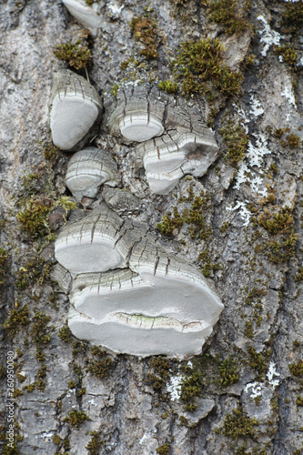 Aspen bracket fungus or polypore, Phellinus tremulae, an early spring image from Finland photo