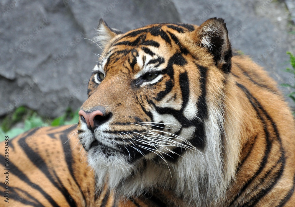 Fototapeta premium Tygrys