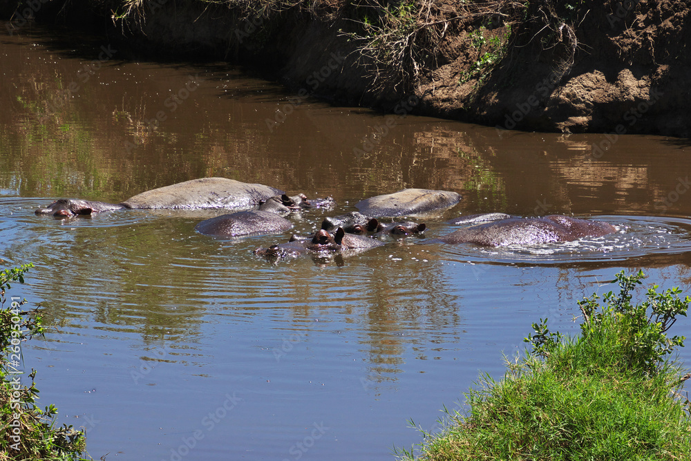 Fototapeta premium Serengeti, Safari, Tanzania, Kenya