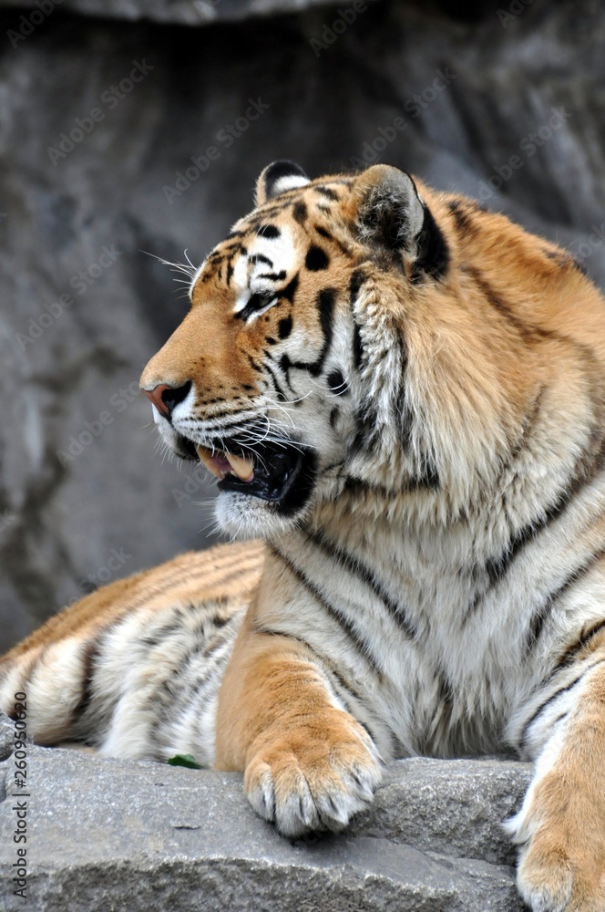 Naklejka premium Tiger