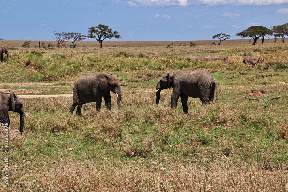 Obraz premium Serengeti, Safari, Tanzania, Kenya