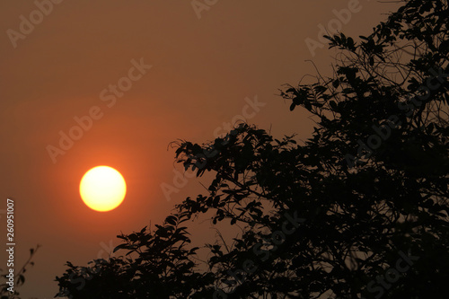 A beautiful sunrise in the forest.
