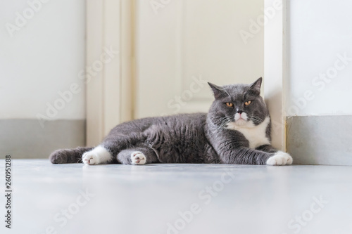 Fototapeta Naklejka Na Ścianę i Meble -  Cute British short-haired cat, indoor shooting