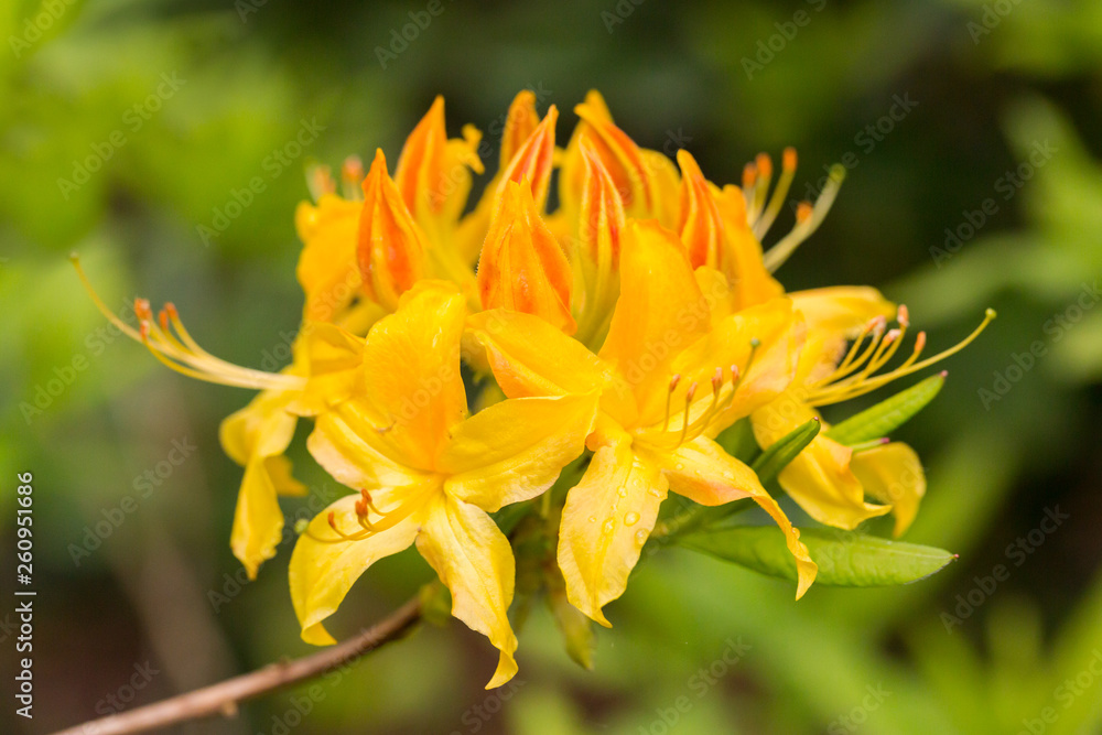 Obraz premium group of yellow rhododendron florescense