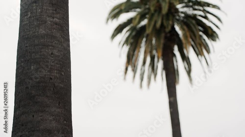 Cinematic tracking shot of vibrant palm tree in Beverly Hills