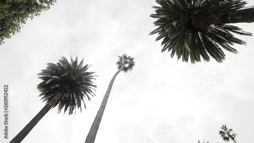 Sweeping wide shot of california palm trees in Beverly Hills