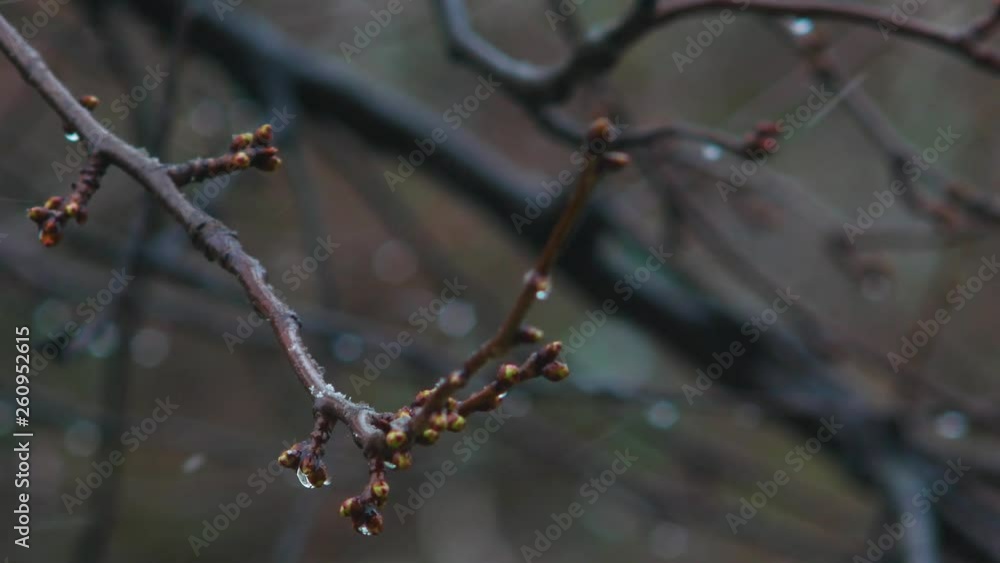 A gloomy spring day. There was snow and rain. Budding cherry twigs. A gloomy spring day. There was snow and rain. Budding cherry twigs.