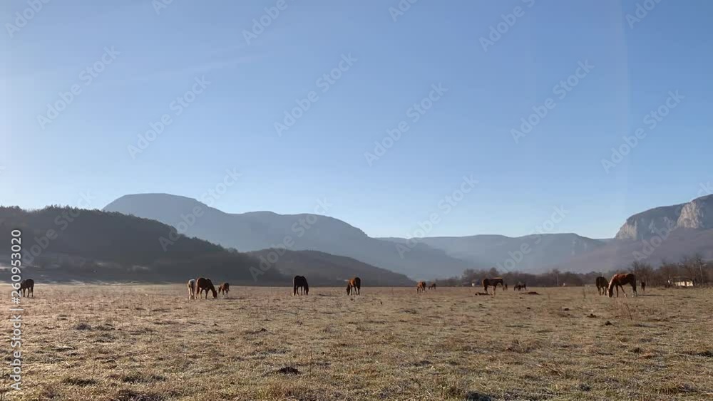 Stately Horses graze in a meadow in a beautiful highlands.Fast motion. Time lapse. Stately Horses graze in a meadow in a beautiful highlands.Fast motion. Time lapse.