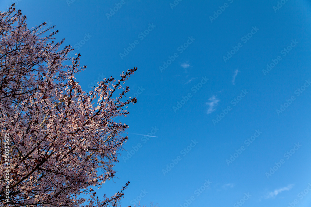 Spring cherry blossoms in Belgrade with clear blue sky Spring cherry blossoms in Belgrade with clear blue sky