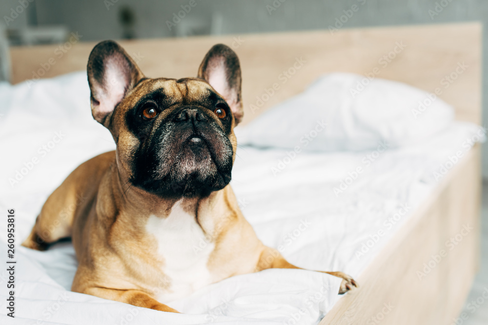 cute purebred french bulldog lying on white bedding at home