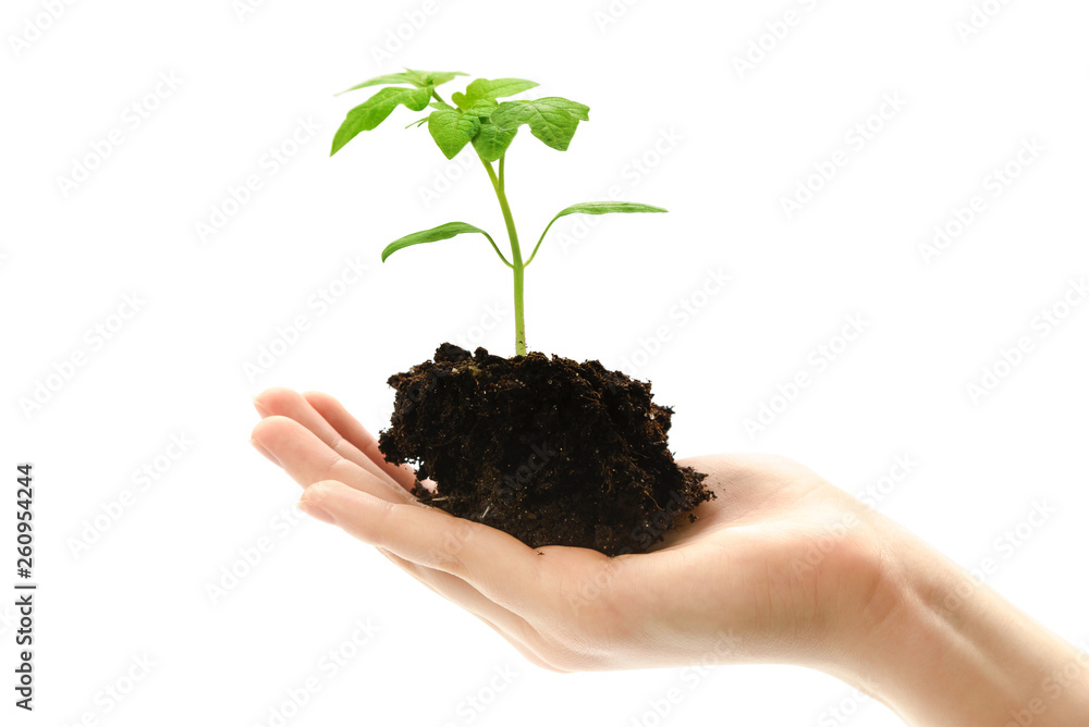 Organic food concept - female hand holding small plant of tomato growing with soil on white background. Organic food concept - female hand holding small plant of tomato growing with soil on white background.