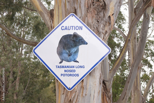 Caution road sign of Tasmanian long Nosed Potoroos in Tasmania Australia photo