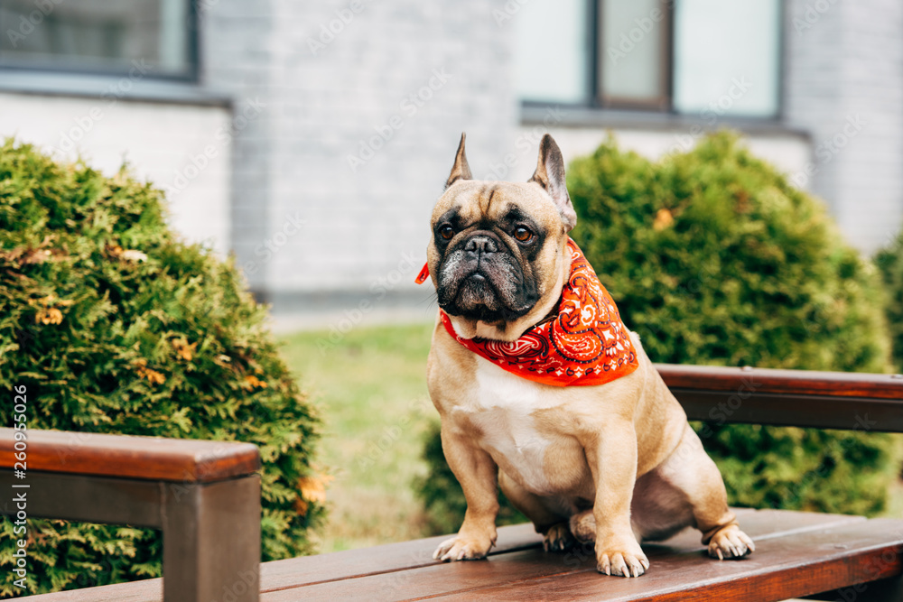 cute french bulldog wearing red scarf and sitting on wooden bench