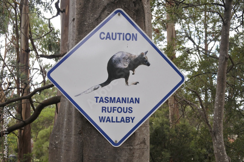 Caution road sign of Tasmanian Rufous Wallaby in Tasmani Australia photo