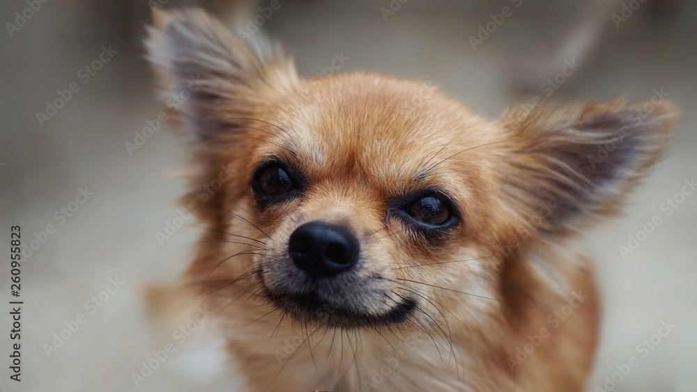 portrait of a chihuahua dog
