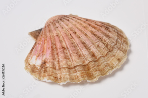 scallop shell in closeup on white background