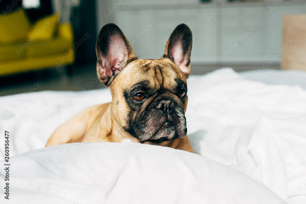 adorable and purebred french bulldog lying on white bedding near pillow at home