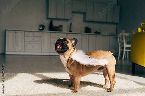 Fototapeta Naklejka Na Ścianę i Meble -  cute french bulldog in white angel wings standing on carpet at home