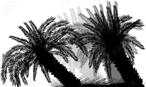 large low palm trees isolated on white