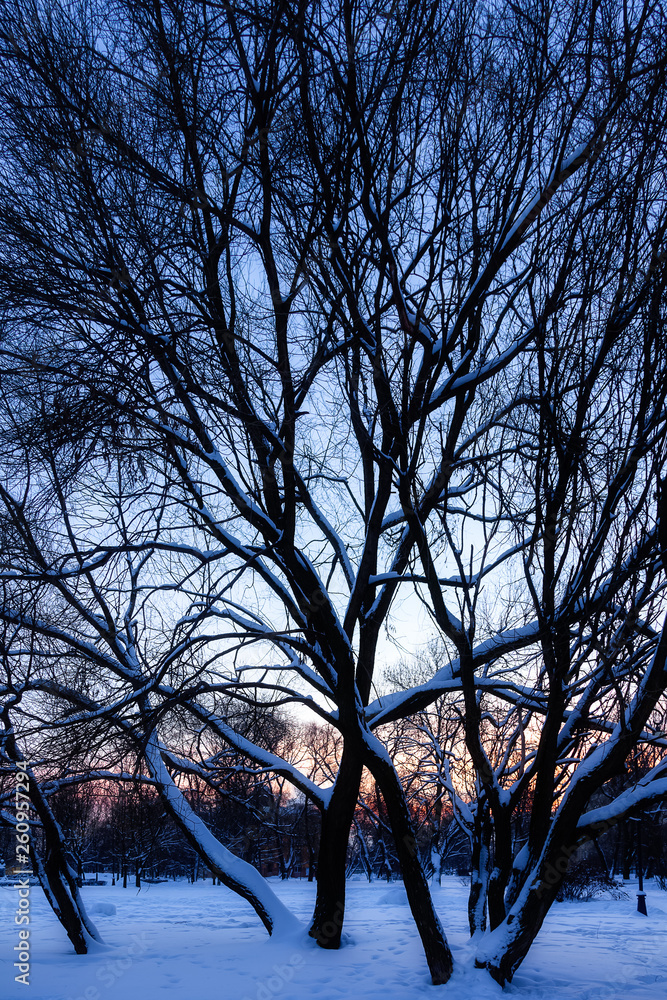 Winter landscape - dawn in the city Park Winter landscape - dawn in the city Park