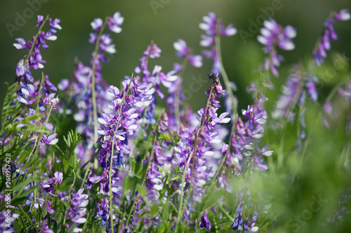 Flowering meadow with purple flowers vetch