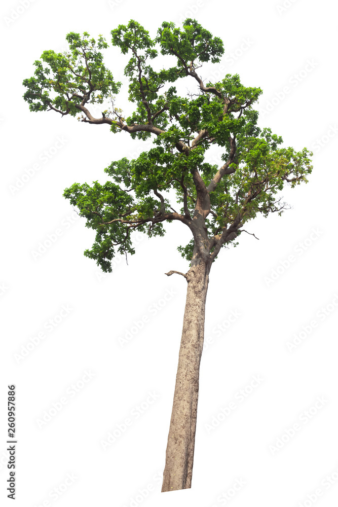 Isolated tree and white background.