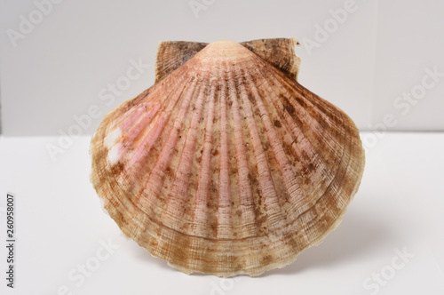 scallop shell 