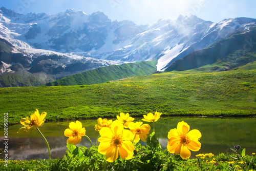 Fototapeta Naklejka Na Ścianę i Meble -  Alpine mountain landscape with yellow flowers on foreground on sunny bright day
