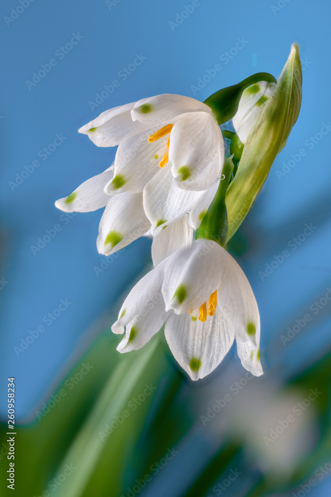 Obraz premium Märzenbecher