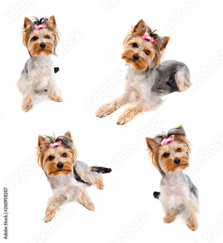 Fototapeta Naklejka Na Ścianę i Meble -  Collection of photos beautiful funny puppy yorkshire terrier with bow isolated on a white