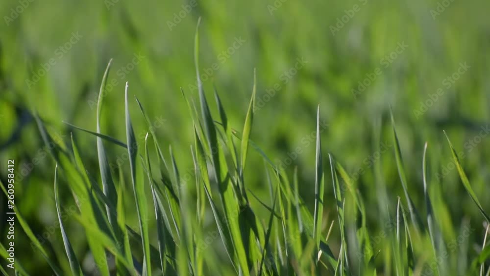 green grass texture green grass texture
