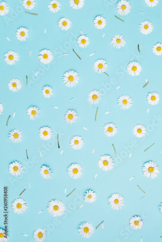 Pattern made of chamomiles, petals, leaves on pastel blue background. Spring, summer concept. Flat lay, top view, copy space