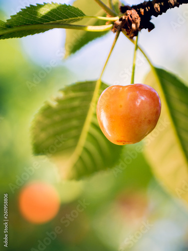 Close-up of cherries on a tree