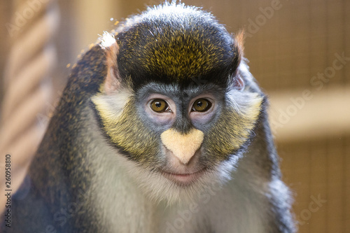 Closeup portrait of cute face of monkey looking at camera calmly. Funny white nose in shape of heart. Horizontal color photography. photo
