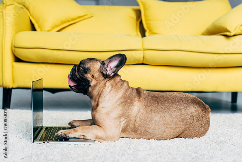 Canvas Print adorable french bulldog lying on carpet near laptop and yellow sofa