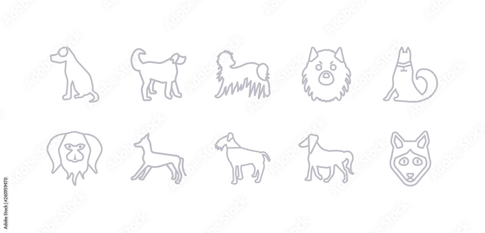 simple gray 10 vector icons set such as irish setter dog, irish terrier dog, italian greyhound dog, japanese chin jindo keeshond komondor editable vector icon pack